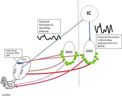 Animal-to-Human Translation Difficulties and Problems With Proposed Coding-in-Noise Deficits in Noise-Induced Synaptopathy and Hidden Hearing Loss